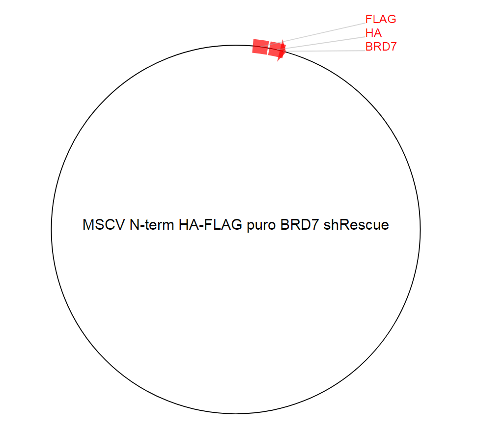 MSCV N-term HA-FLAG puro BRD7 shRescue质粒图谱